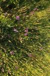 Anacamptis morio