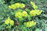 Euphorbia amygdaloides
