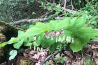 Polygonatum multiflorum