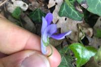 Viola reichenbachiana