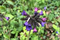 Pulmonaria longifolia