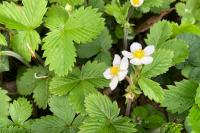 Fragaria vesca