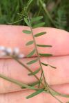 Ervilia hirsuta