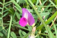 Vicia sativa