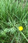 Ranunculus acris