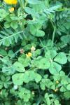 Medicago arabica