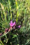 Lychnis flos-cuculi