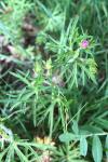 Geranium dissectum