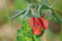 Lathyrus sphaericus