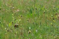 Ophrys aranifera