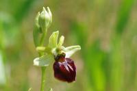 Ophrys aranifera