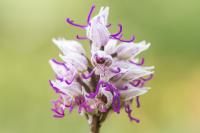 Orchis simia