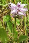Orchis simia
