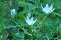 Ornithogalum umbellatum