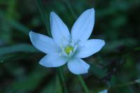 Ornithogalum umbellatum