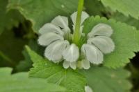 Lamium album