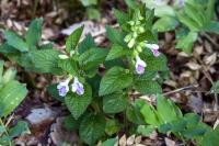 Melittis melissophyllum