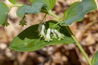 Polygonatum multiflorum