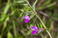 Vicia sativa