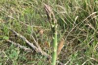 Asparagus officinalis