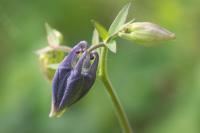 Aquilegia vulgaris