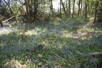 Hyacinthoides non-scripta
