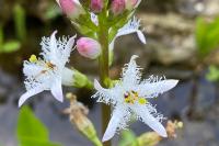 Menyanthes trifoliata