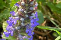 Ajuga reptans