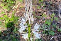 Asphodelus albus
