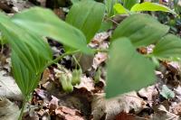 Polygonatum multiflorum