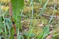 Equisetum arvense