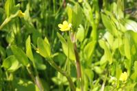 Ranunculus ophioglossifolius