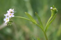 Myosotis laxa subsp. cespitosa