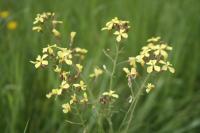 Raphanus raphanistrum