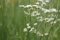 Oenanthe silaifolia