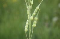 Raphanus raphanistrum