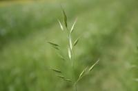 Bromus racemosus