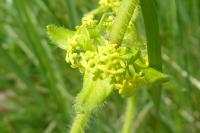 Cruciata laevipes