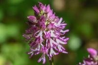 Orchis x angusticruris