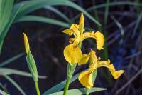 Iris pseudacorus