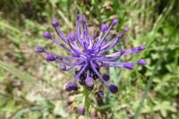 Muscari comosum