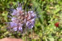 Phacelia tanacetifolia