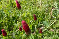 Trifolium incarnatum