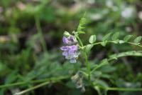 Vicia sepium