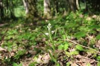 Cephalanthera longifolia