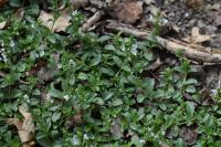 Veronica serpyllifolia