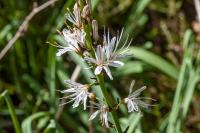 Asphodelus albus