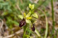 Ophrys aranifera