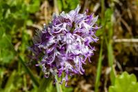 Orchis simia