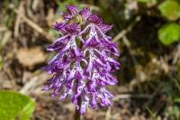 Orchis x angusticruris